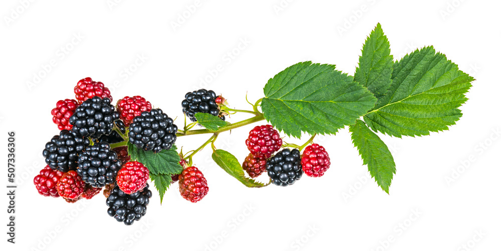 Ripening blackberries on bramble branch isolated on white background. Rubus fruticosus. Closeup of black and red forest berries and fresh green leaves. Healthy summer fruit in different growing phase. - obrazy, fototapety, plakaty 