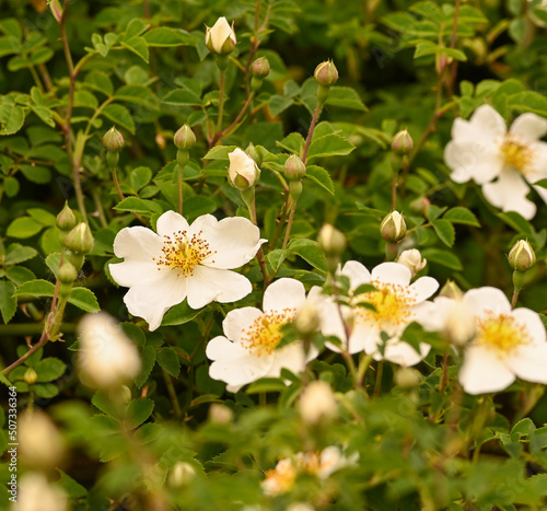 Close-up of rosa arvensis, Meise, Belgium photo