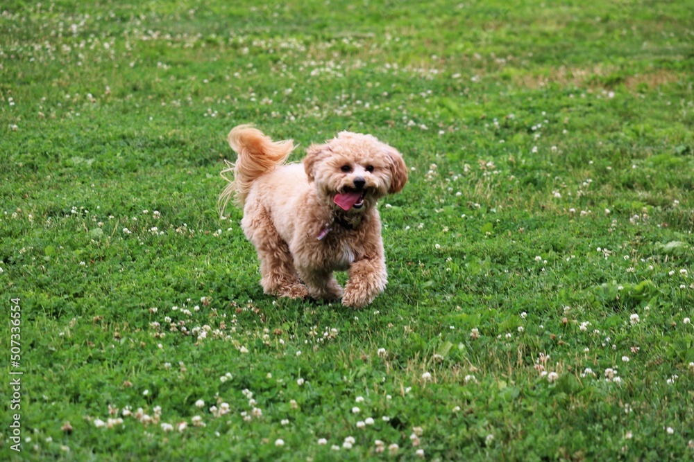 dog in the grass