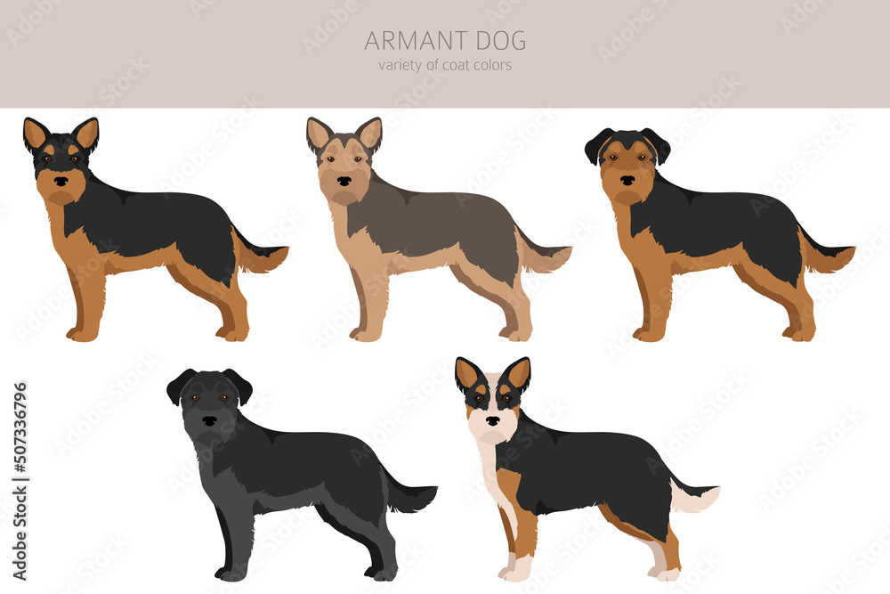 Armant dog clipart. Different poses, coat colors set