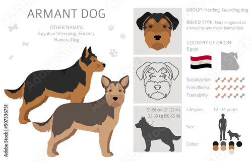 Armant dog clipart. Different poses, coat colors set
