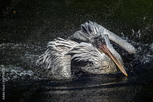 Dalmatian pelican splashing in the pond. Latin name - Pelecanus crispus	 photo