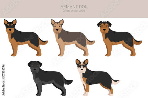 Armant dog clipart. Different poses  coat colors set