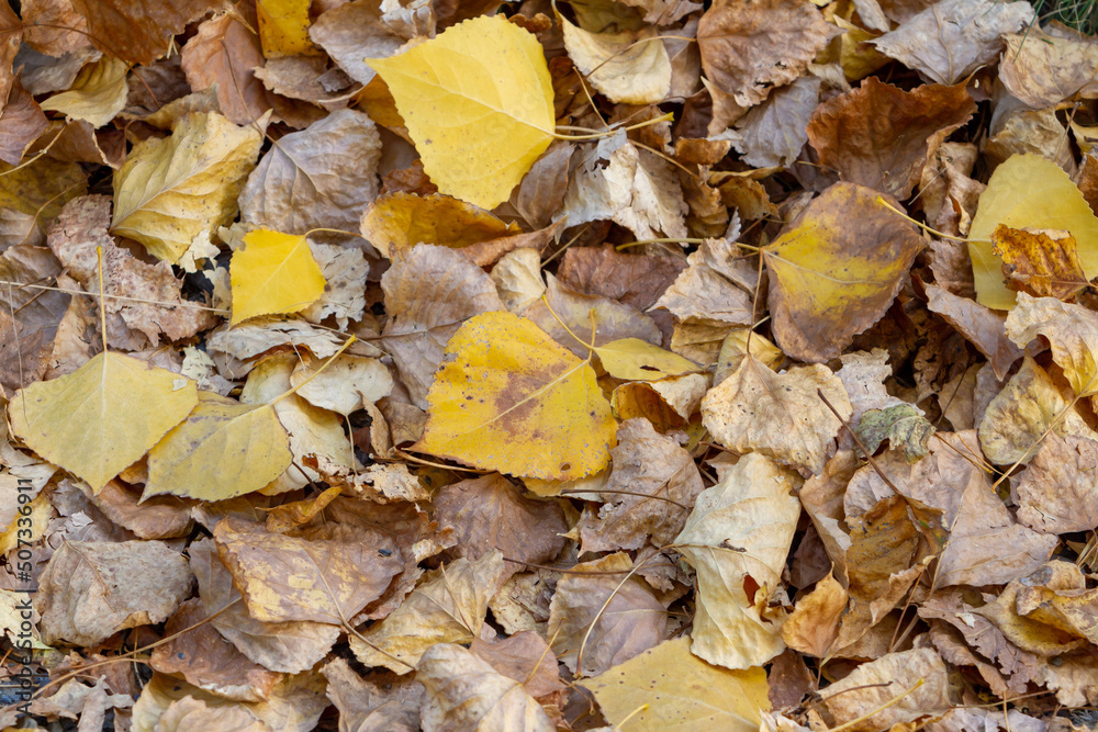 Background texture of fallen leafs in autumn Background texture of fallen leafs in autumn