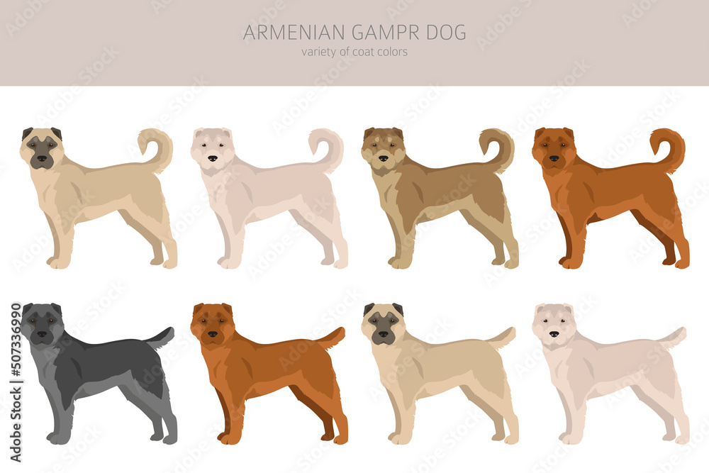 Armenian Gampe dog clipart. Different poses, coat colors set