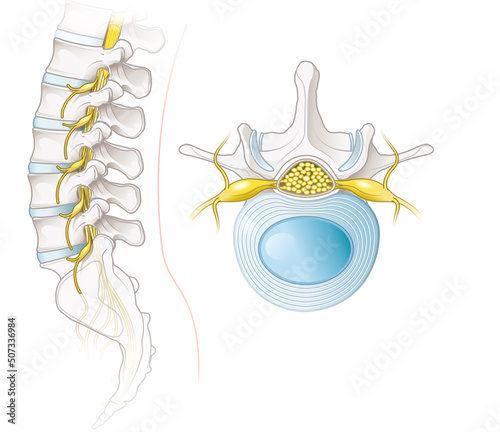 Lumbar spine and lumbar vertebra, labeled anatomical illustration