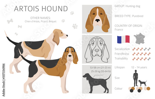 Artois hound clipart. Different poses, coat colors set.