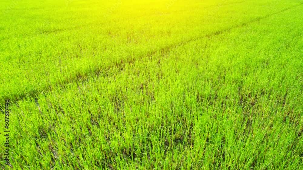 The sapling of the green rice plant. Video of fresh spring rice field green background. green nature background. Nonthaburi, Thailand. 4K drone.
The sapling of the green rice plant. Video of fresh spring rice field green background. green nature background. Nonthaburi, Thailand. 4K drone.