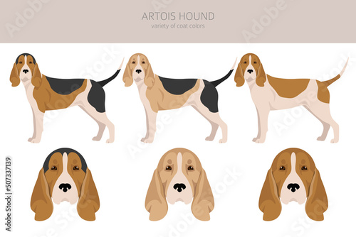 Artois hound clipart. Different poses, coat colors set.