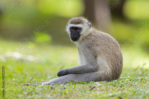 A vervet monkey (Chlorocebus pygerythrus) relaxing in the park photo