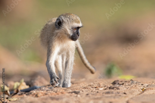 A vervet monkey (Chlorocebus pygerythrus) relaxing in the park