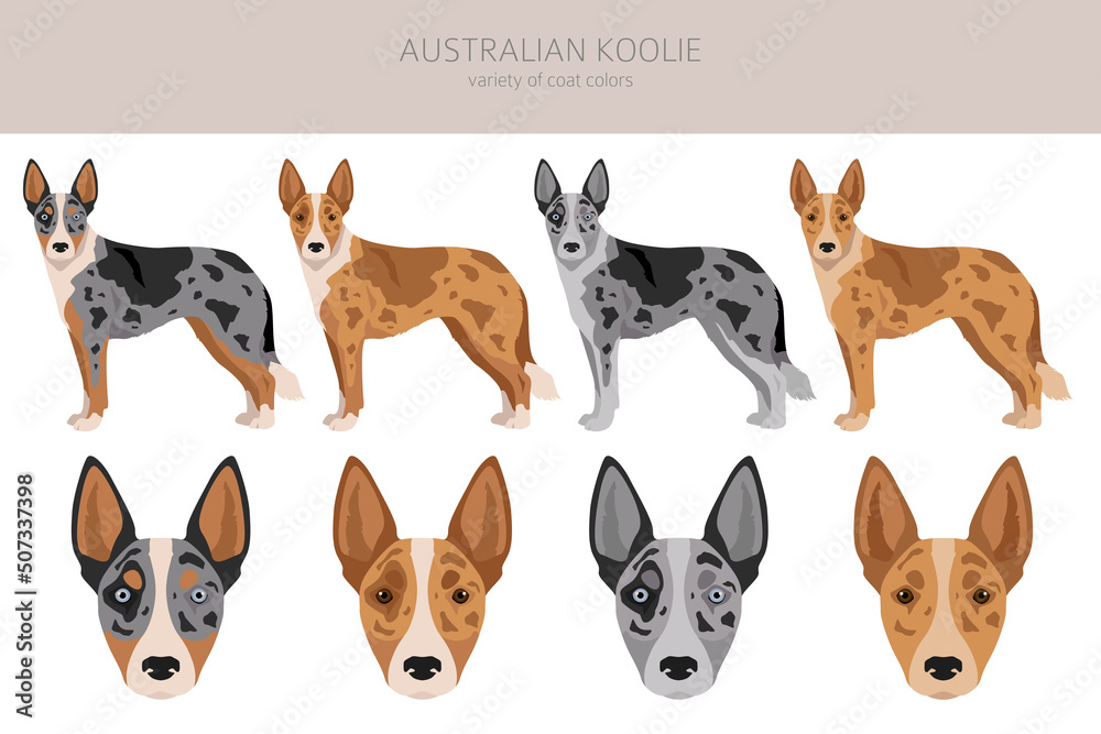 Australian koolie clipart. Different poses, coat colors set