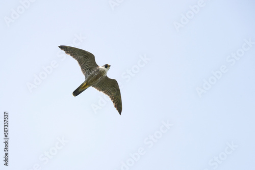 An adult Peregrine falcon (Falco peregrinus) flying in the sky.