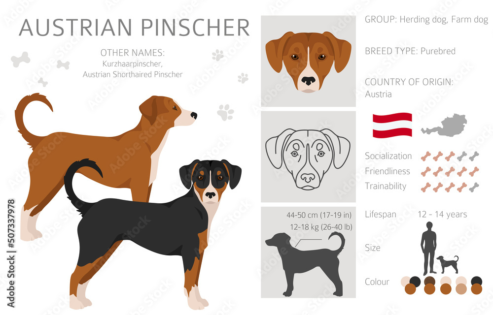 Austrian pinscher clipart. Different poses, coat colors set