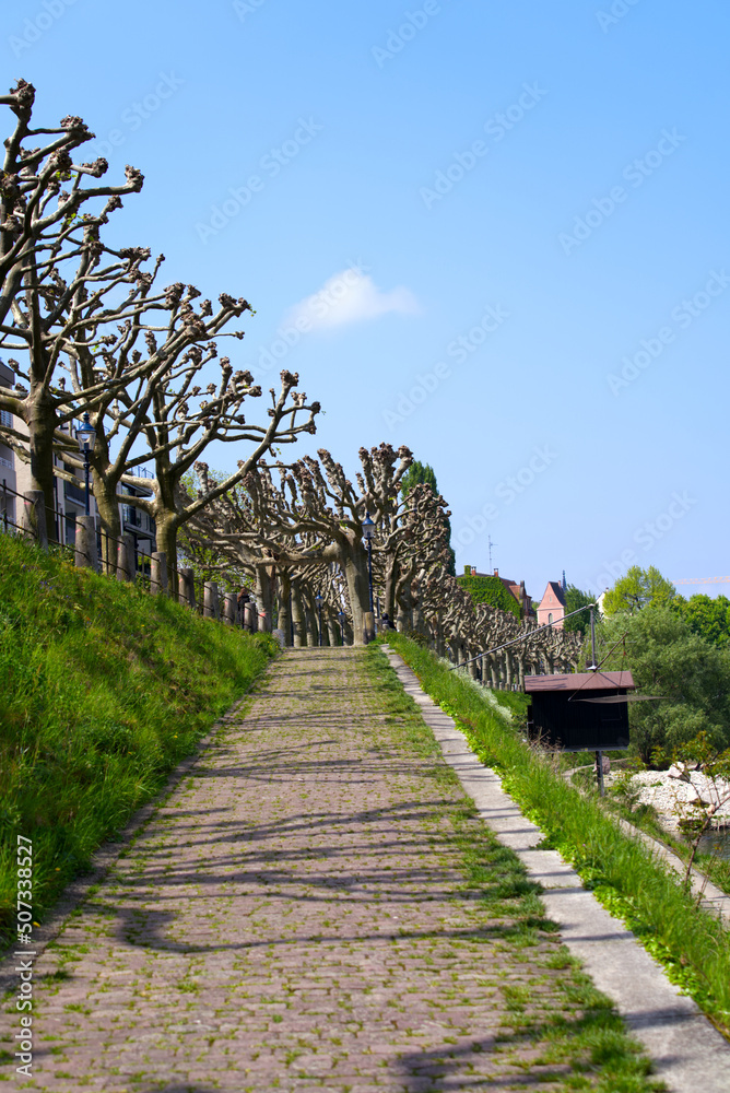 Tree alley at border of Rhine River at City of Basel on a blue cloudy spring day. Photo taken April 27th, 2022, Basel, Switzerland.