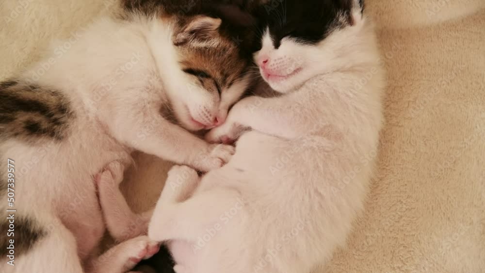 Little three weeks old kittens sleeping together
Little three weeks old kittens sleeping together