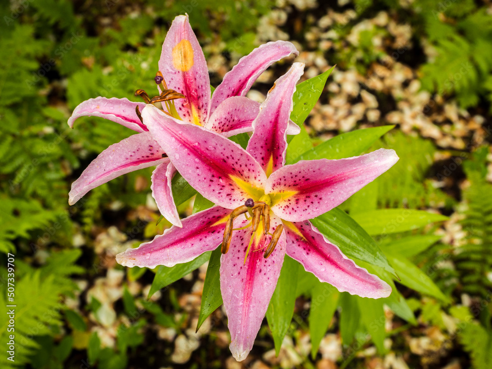 Orange lily is springtime, Cheshire, UK