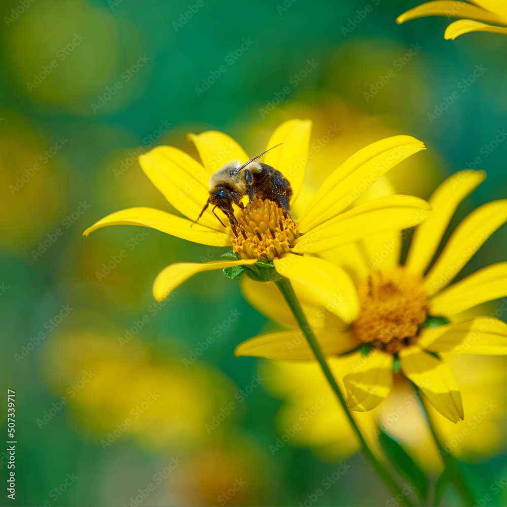 Bee Bee