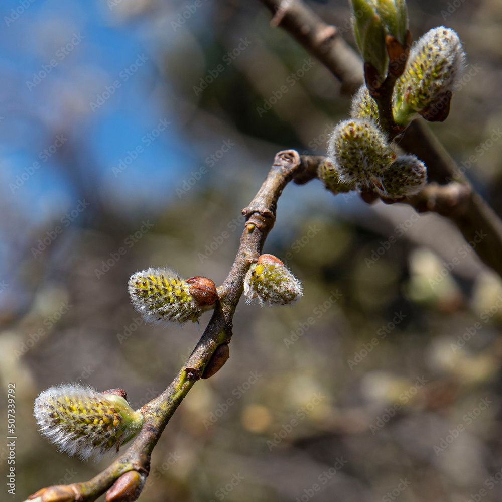 Close-up of willow buds in the mountains Close-up of willow buds in the mountains