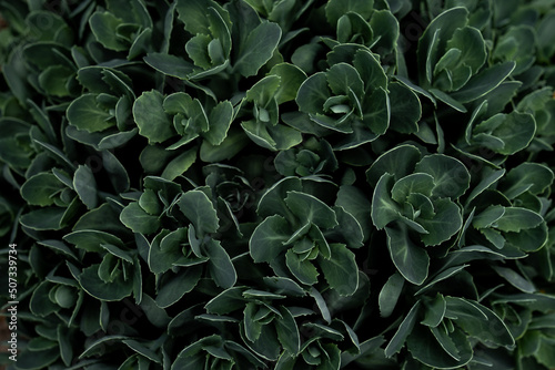 textured green plants background