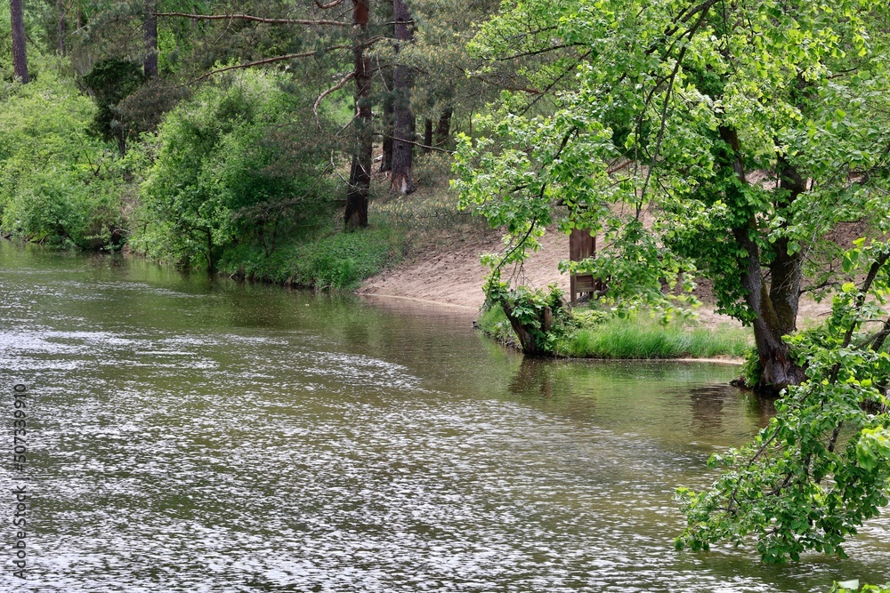 Obraz premium river in the forest