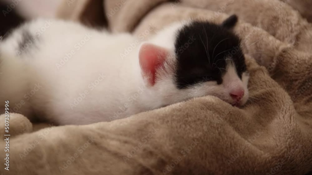 Lonely little three weeks old kitten is sleeping on a soft warm blanket indoor
Lonely little three weeks old kitten is sleeping on a soft warm blanket indoor