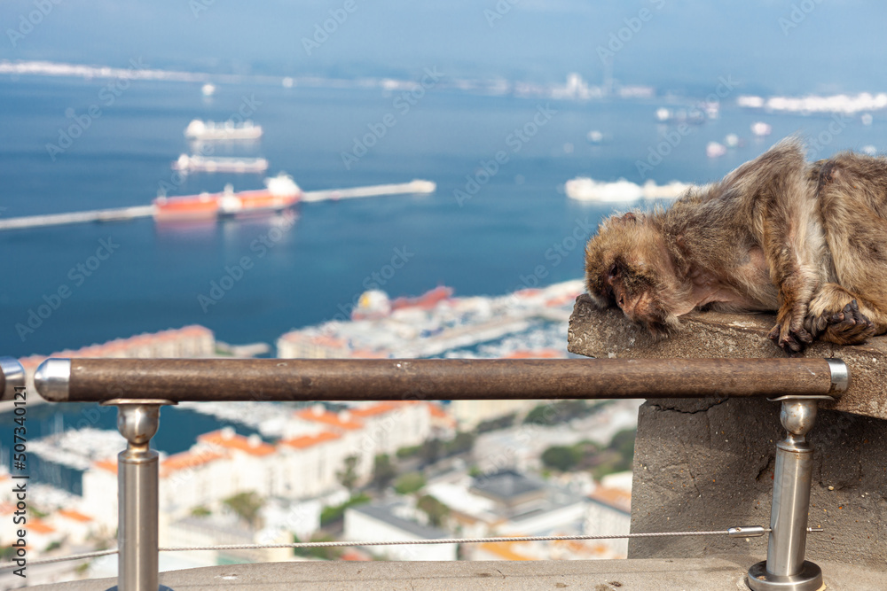 Fototapeta premium a sleeping monkey from Gibraltar with Algeciras Bay in the background