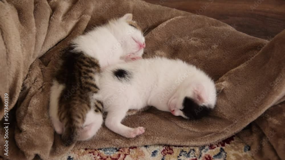 Little three weeks old kittens sleeping together
Little three weeks old kittens sleeping together