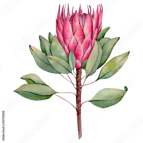 Pink Hand Drawn Watercolor Protea Flower Illustration isolated on white background. Watercolour Exotic Tropical Flower. Boho Floral Clipart perfect for wedding invitations, prints, cards and fabric