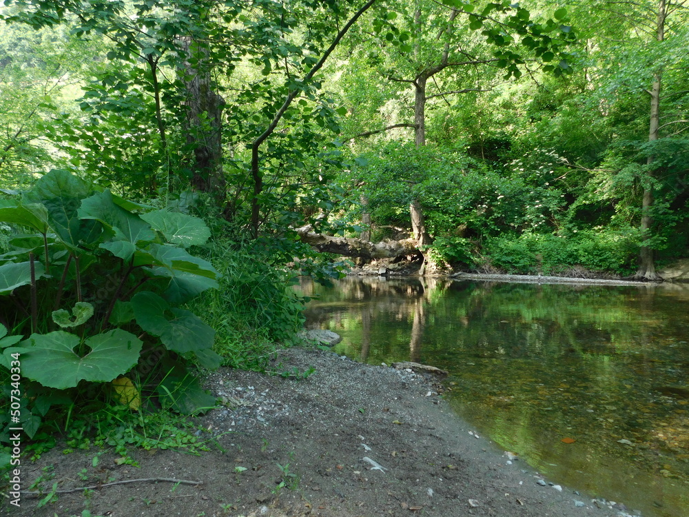 A tree fell across the river photo A tree fell across the river photo