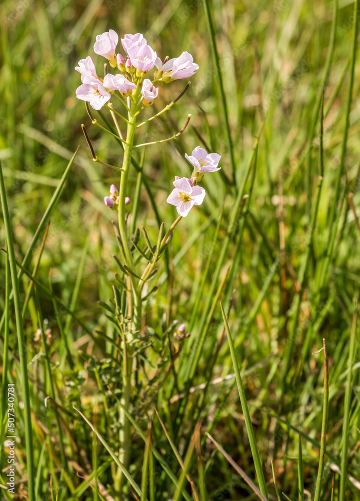 Cuckoo flower growing in fields at Pickmere Lake, Knutsford, Cheshire, UK Cuckoo flower growing in fields at Pickmere Lake, Knutsford, Cheshire, UK