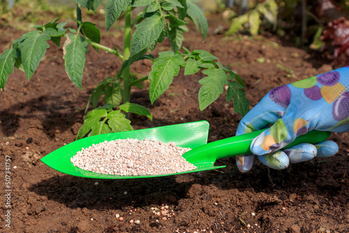 The farmer applies granular fertilizers to young tomato plants. Hand in a glove hold a shovel and fertilize seedlings in an organic garden.