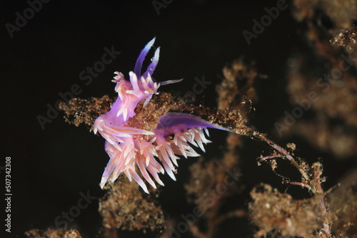 flabellina in its seabed habitat