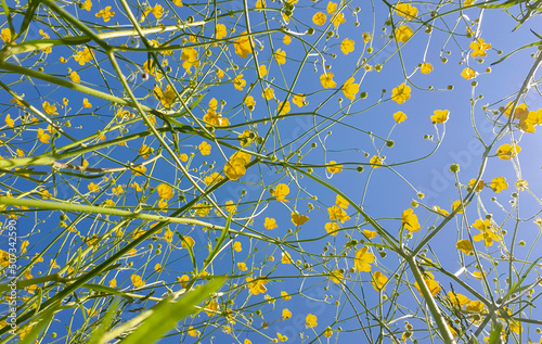 Many Ranunculaceae flowers on a blue sky background © sebi_2569