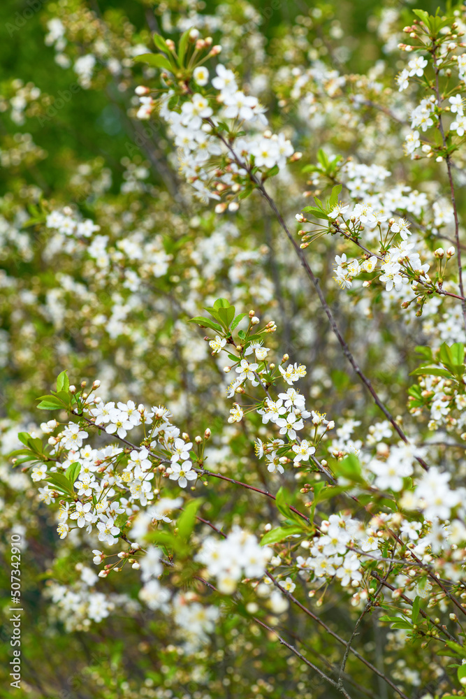 Blossoming cherry tree on green background. Spring floral background Blossoming cherry tree on green background. Spring floral background