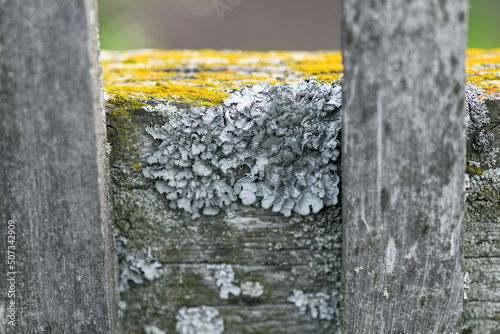 Old fence with mold closeup. The epiphytic lichen Parmelia Sulcata on the tree in the garden photo