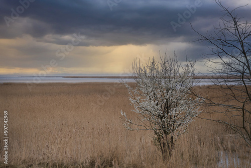 Tree in the reeds on the darss. dramatic sky by the sea . Landscape on the Baltic Sea.