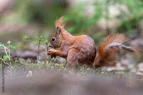 squirrel in the forest