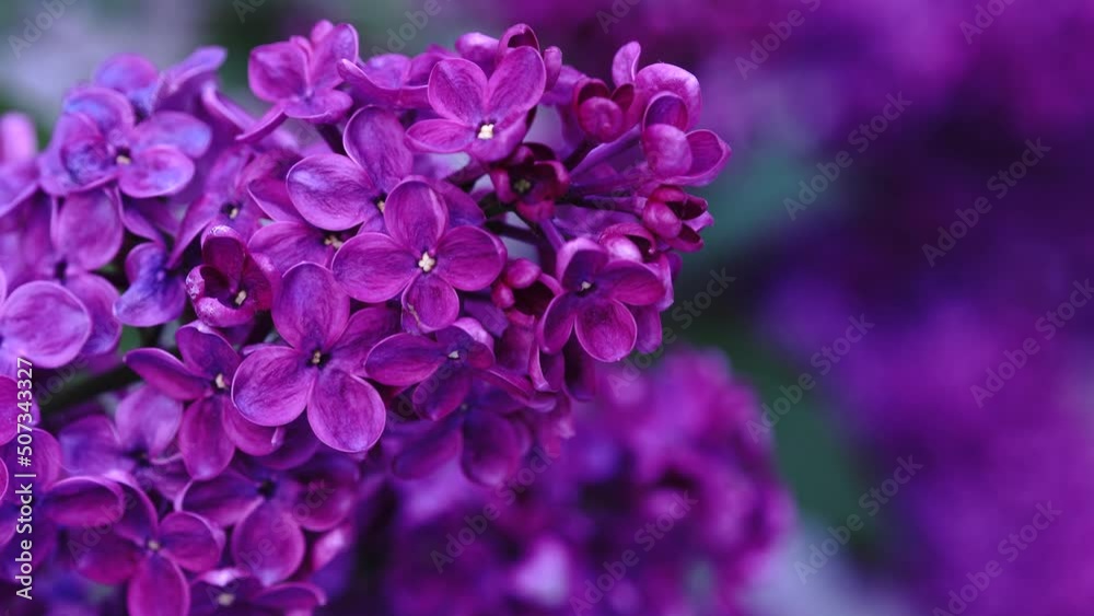 Blooming lilac bush. Pink lilac flowers. Syringa tree with green leaves in nature. Spring natural background Blooming lilac bush. Pink lilac flowers. Syringa tree with green leaves in nature. Spring natural background