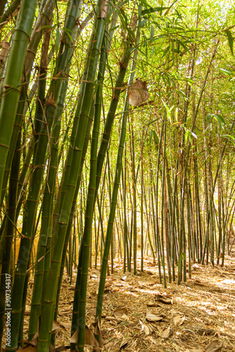 Bamboo walkway in the Majorelle Gardens of Marrakech