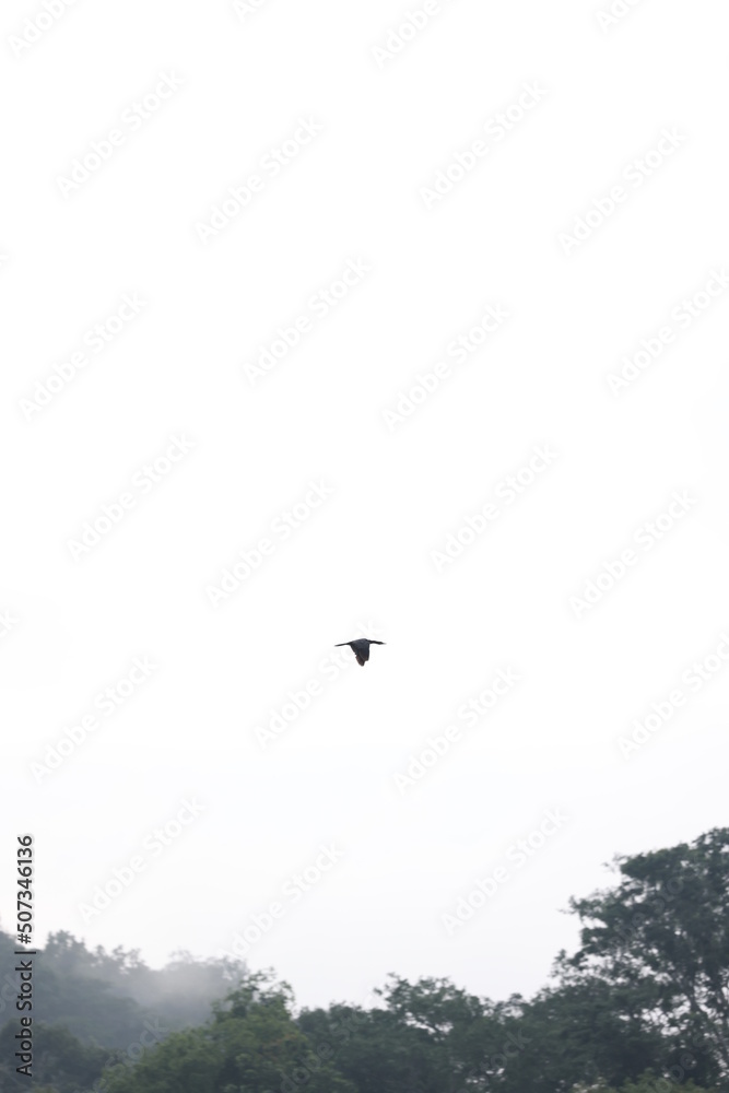 bird perching on a branch, white background bird perching on a branch, white background