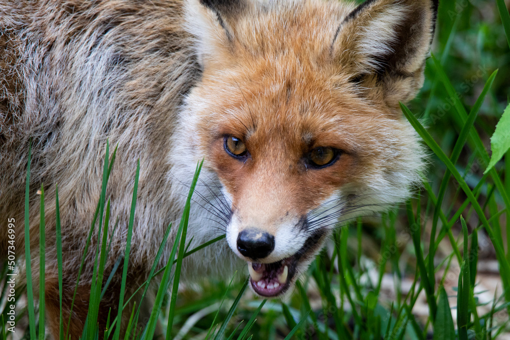lIS