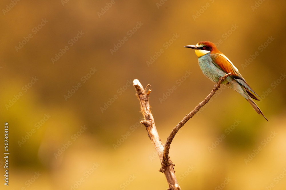 Fototapeta premium abajarruco posado junto a su nido