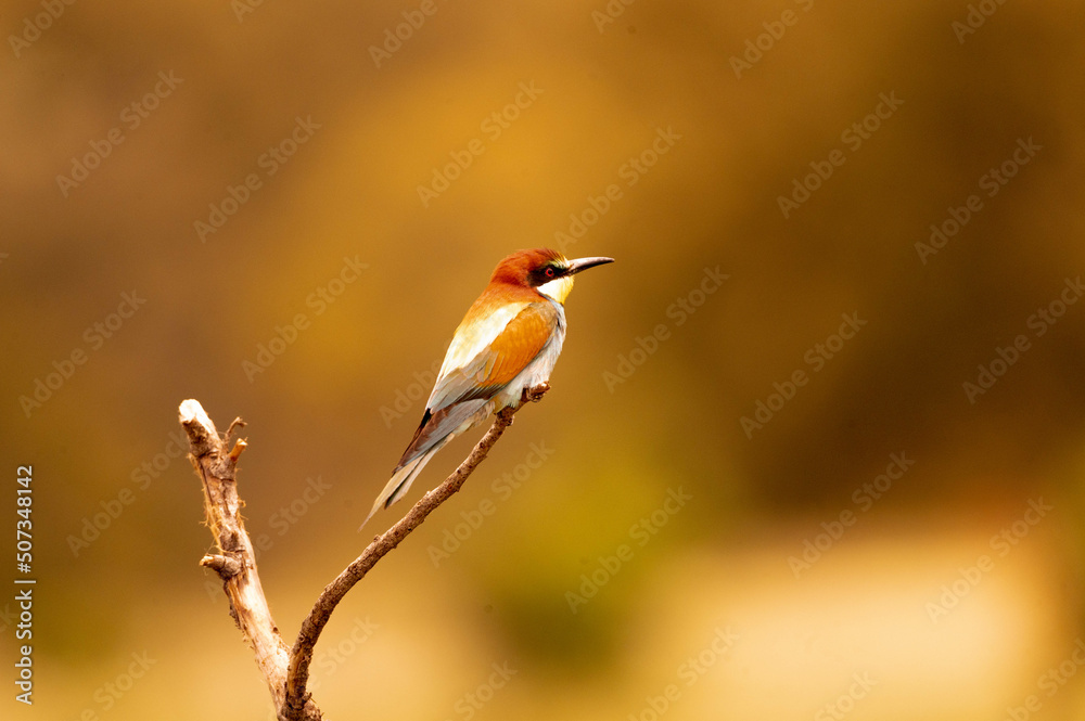 abajarruco posado junto a su nido