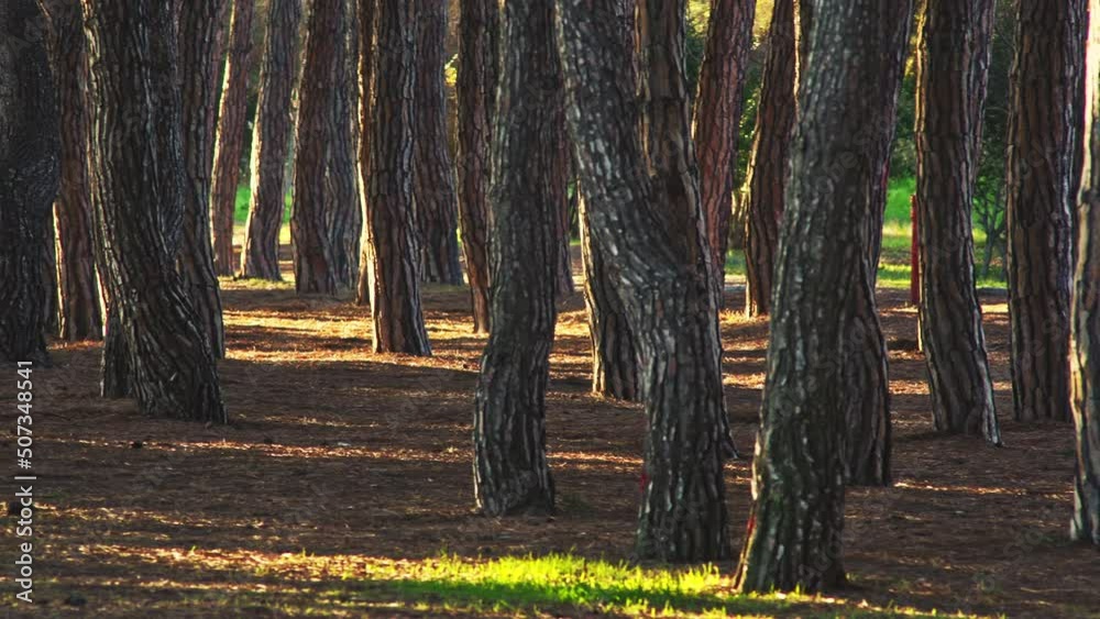 Twisted pines and straight trunks, in the Pineta Filiani, illuminated by the first light of dawn on the Adriatic Sea. Pineto, Abruzzo Twisted pines and straight trunks, in the Pineta Filiani, illuminated by the first light of dawn on the Adriatic Sea. Pineto, Abruzzo
