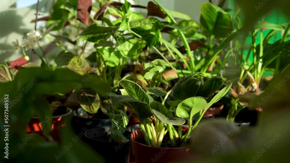 caring for a home garden plant in a pot. home gardening. cultivation and planting of flowers and ornamental houseplants. Gardener's hands put the pot on the table caring for a home garden plant in a pot. home gardening. cultivation and planting of flowers and ornamental houseplants. Gardener's hands put the pot on the table