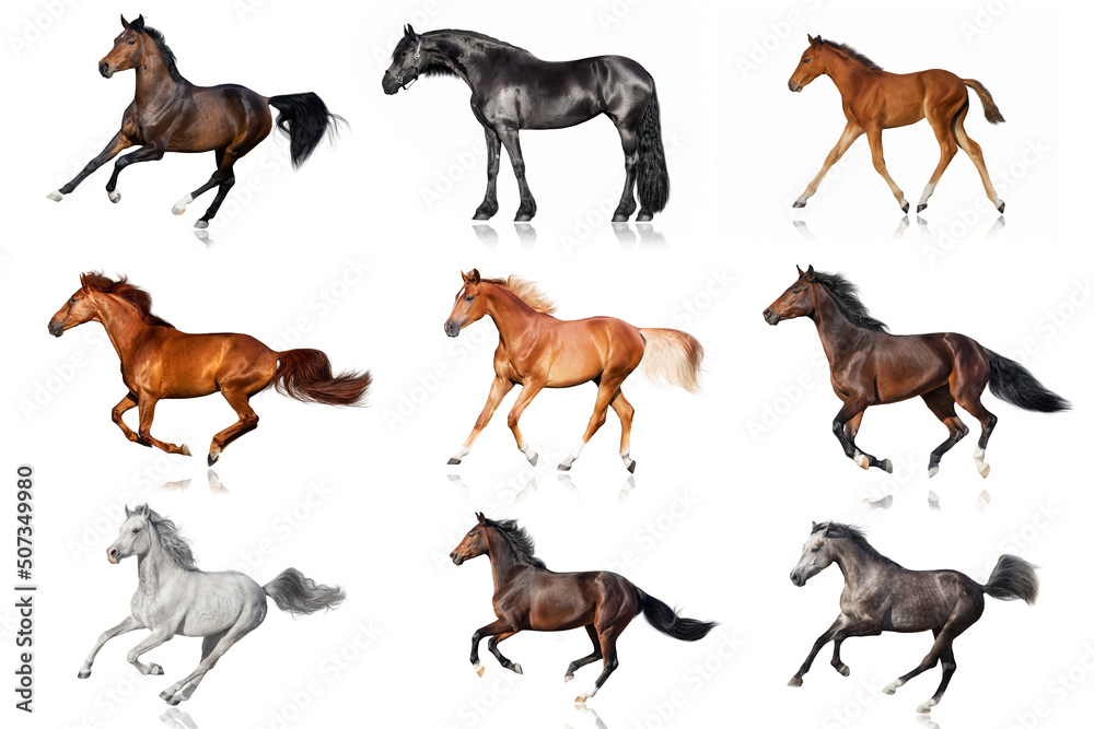 Naklejka premium set of horses