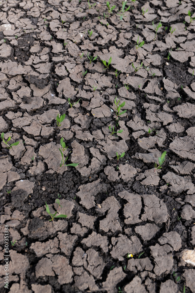 Dry earth soil. Ground with small yong green sprout. Grunge texture. Dried cracked texture and background. Dry earth soil. Ground with small yong green sprout. Grunge texture. Dried cracked texture and background.