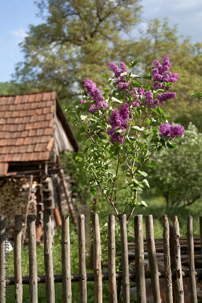 Young tiny lilac tree growing by a wooden tent on old rural house tiled roof background in spring