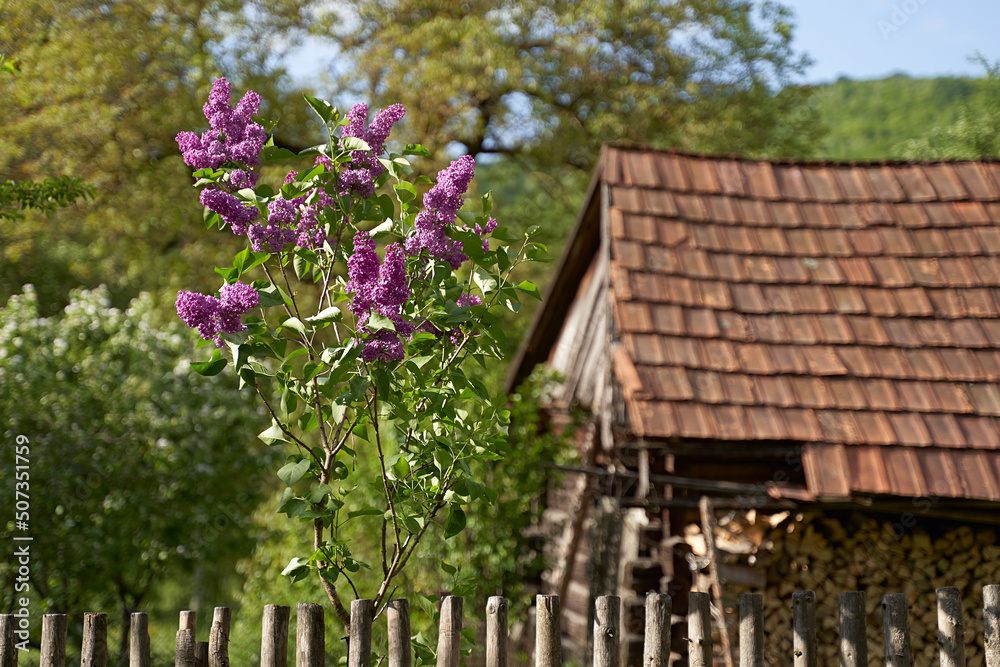 Young tiny lilac tree growing by a wooden tent on old rural house tiled roof background in spring